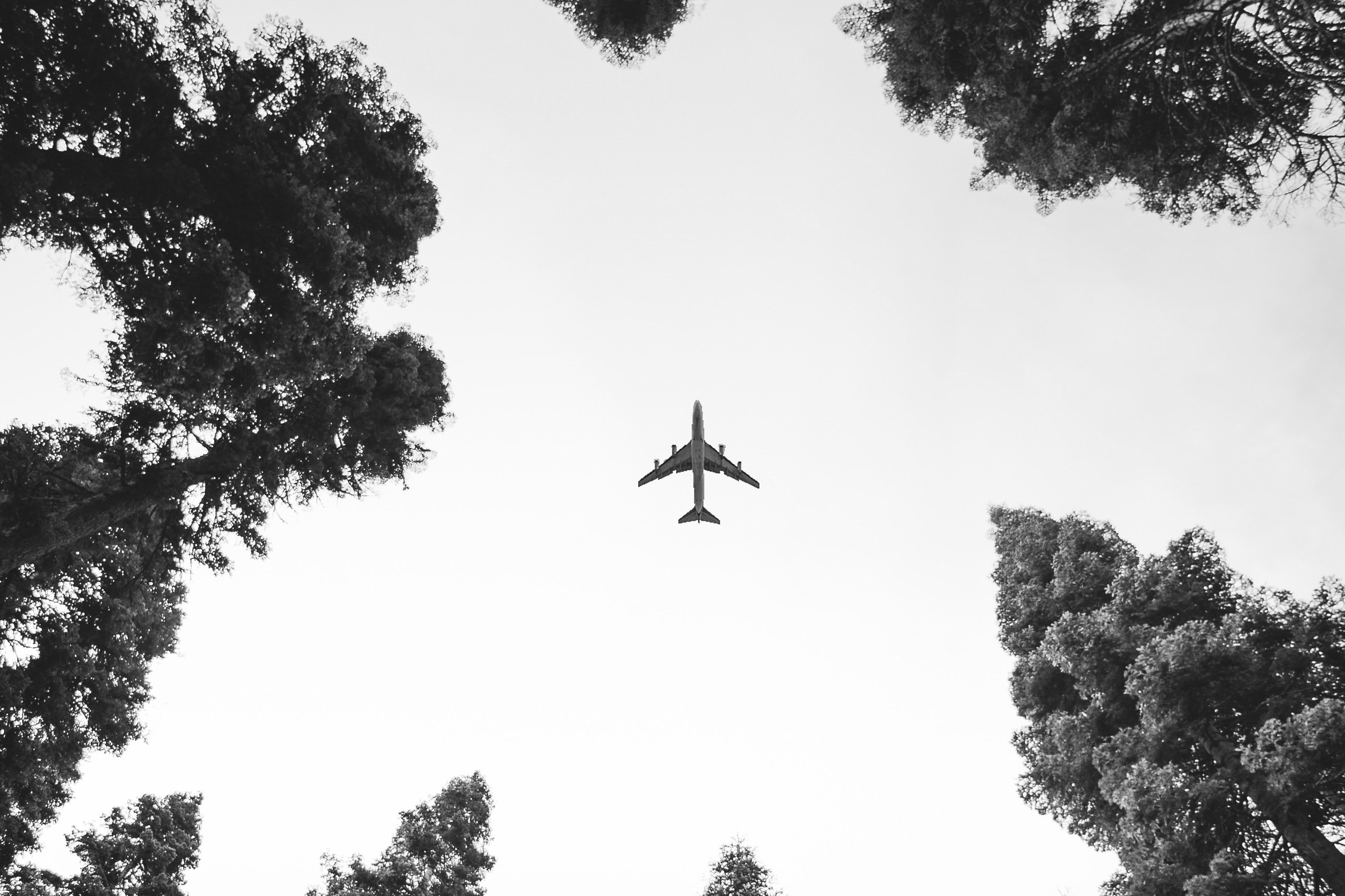 Low shot of plane flying above trees